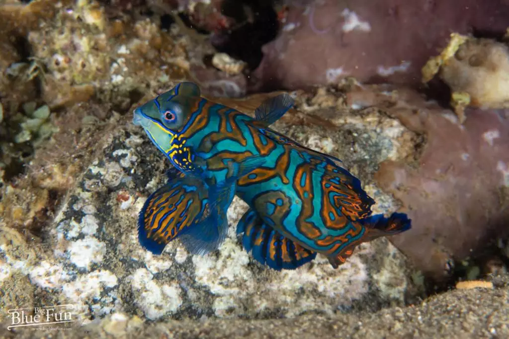 Mandarinfish