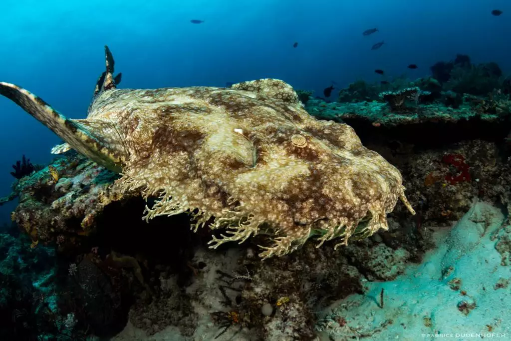 Wobbegong