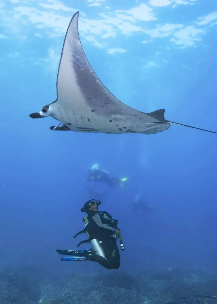 One of our dive instructors encountering Manta Ray fish in Nusa Penida