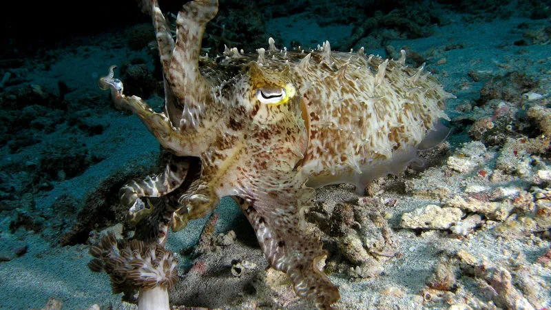 Cuttlefish 