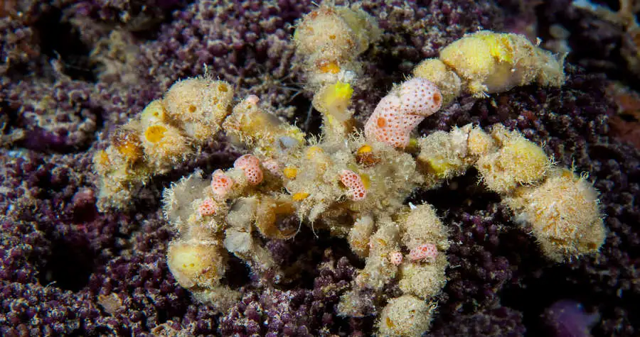 Decorator Crab