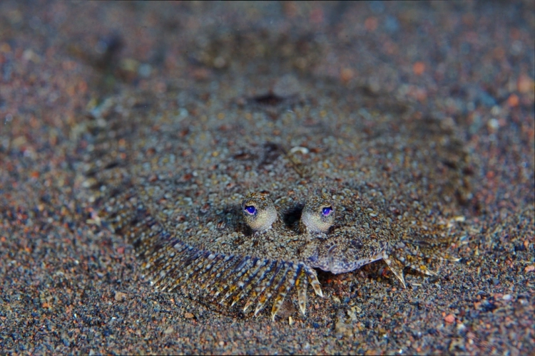 Flounder