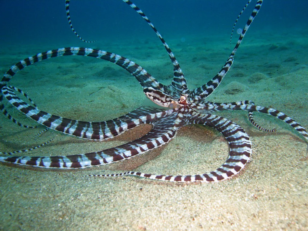 Sea Creatures' Most Amazing Camouflage | Atlantis Bali Diving