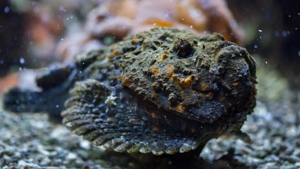 Stonefish