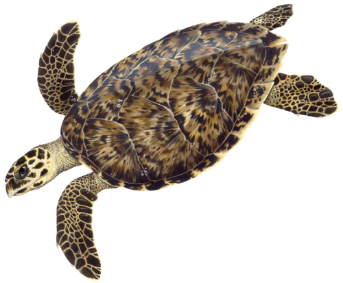 Penyu Sisik (Hawksbill)