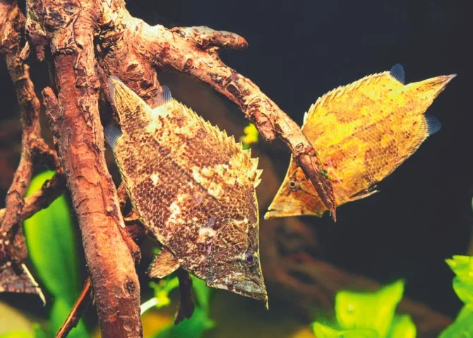 Leaf Fish