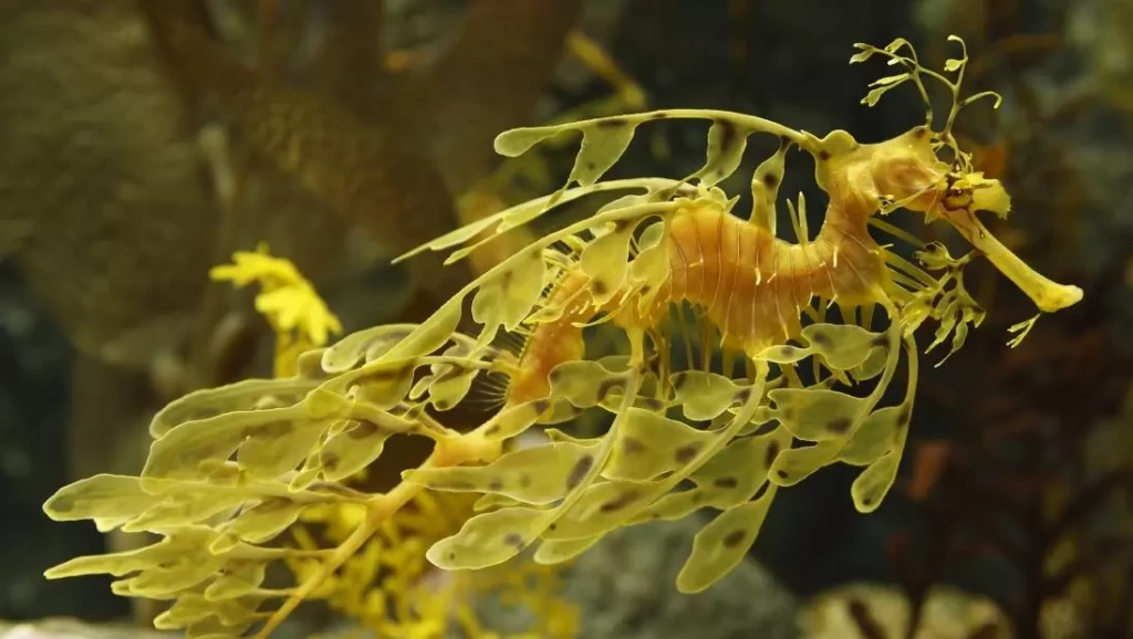 Leafy Sea Dragon