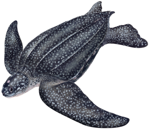 Penyu Belimbing (Leatherback)