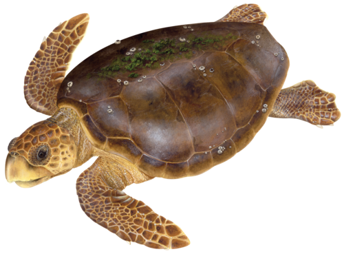 Penyu Tempayan (Loggerhead)