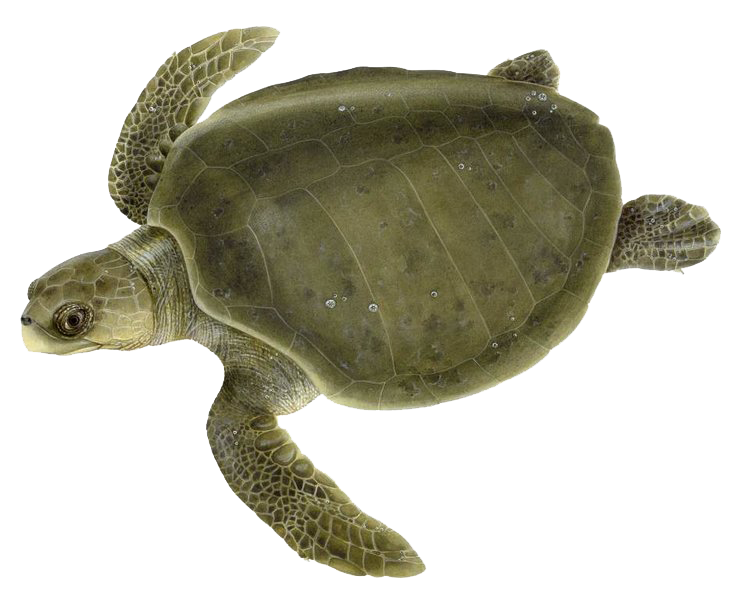 Penyu Lekang (Olive Ridley)