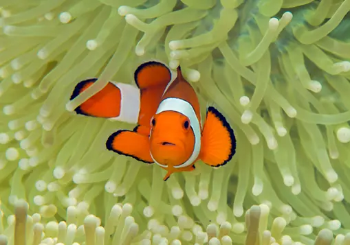 Clownfish