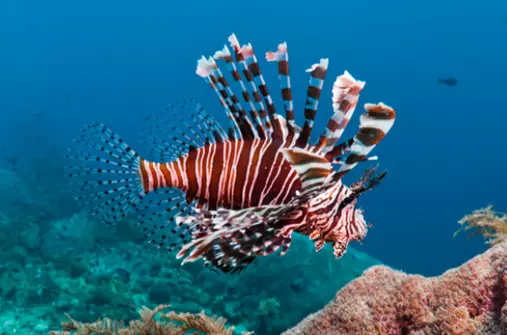 Lionfish