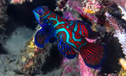 Mandarin fish