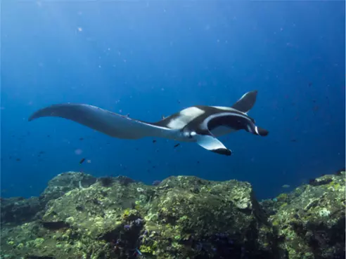 Manta ray