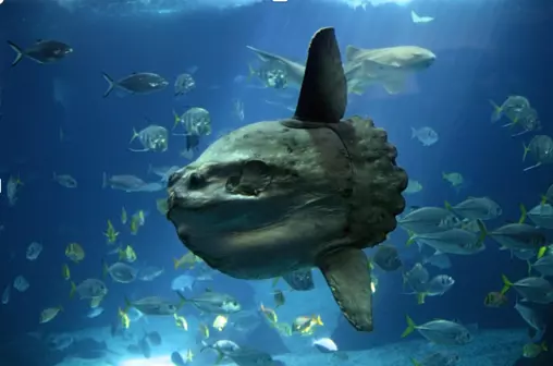 Sunfish