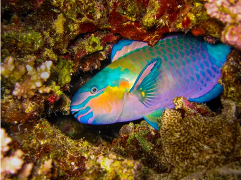 Parrot fish