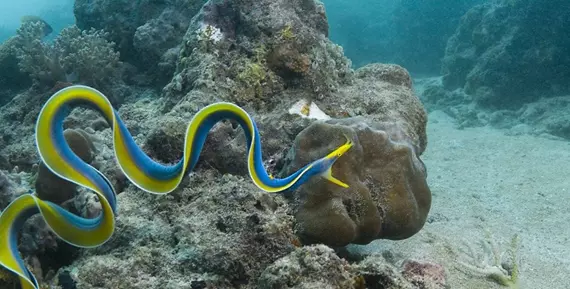 Ribbon moray