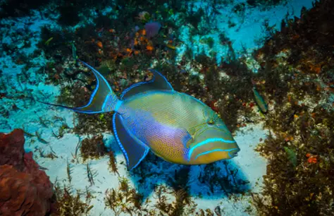 Triggerfish