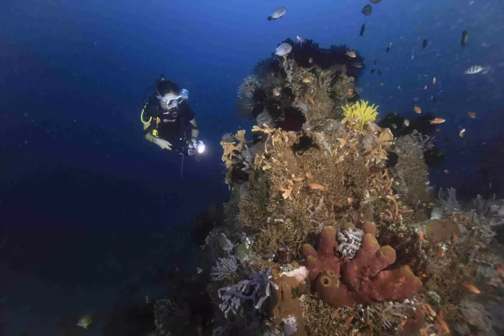 Diver watching coral in Amed