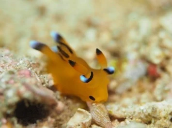 Sea slugs chilling on the ground