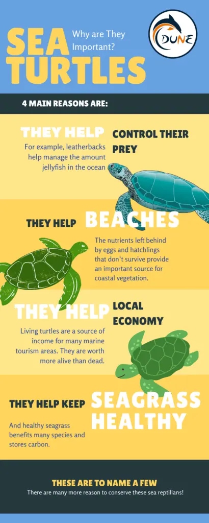 Sea turtles are really important