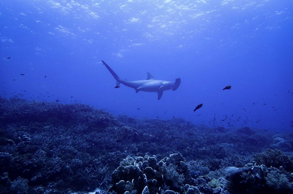 hammerhead shark 