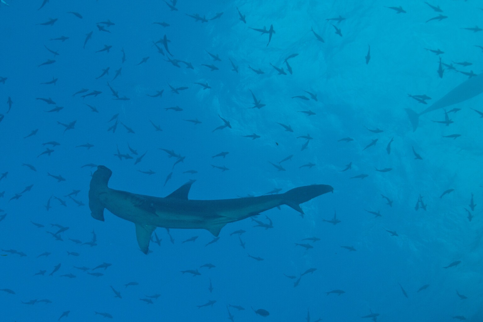 Hammerhead-underneath-Humboldt-Explorer-Galapagos-Explorer-Ventures-Liveaboard-Diving